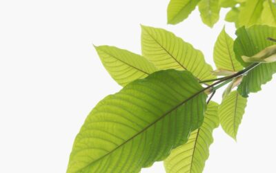 The Most Common Kratom Strains And Their Known Effects