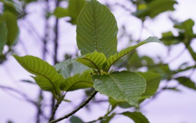 3 Kratom Myths Debunked