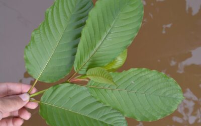 Kratom Decriminalized In Thailand A Step Towards Kratom Support