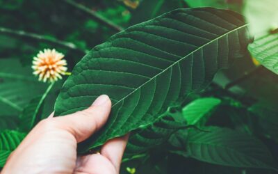 Why Regular Kratom Consumers Need To Support the Kratom Consumer Protection Act