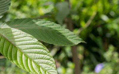 Things You Need To Know About Kratom As A First Time Consumer