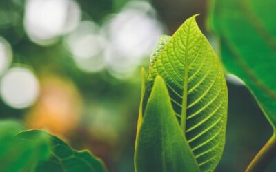 The Most Popular Kratom Strains And Their Individual Effects