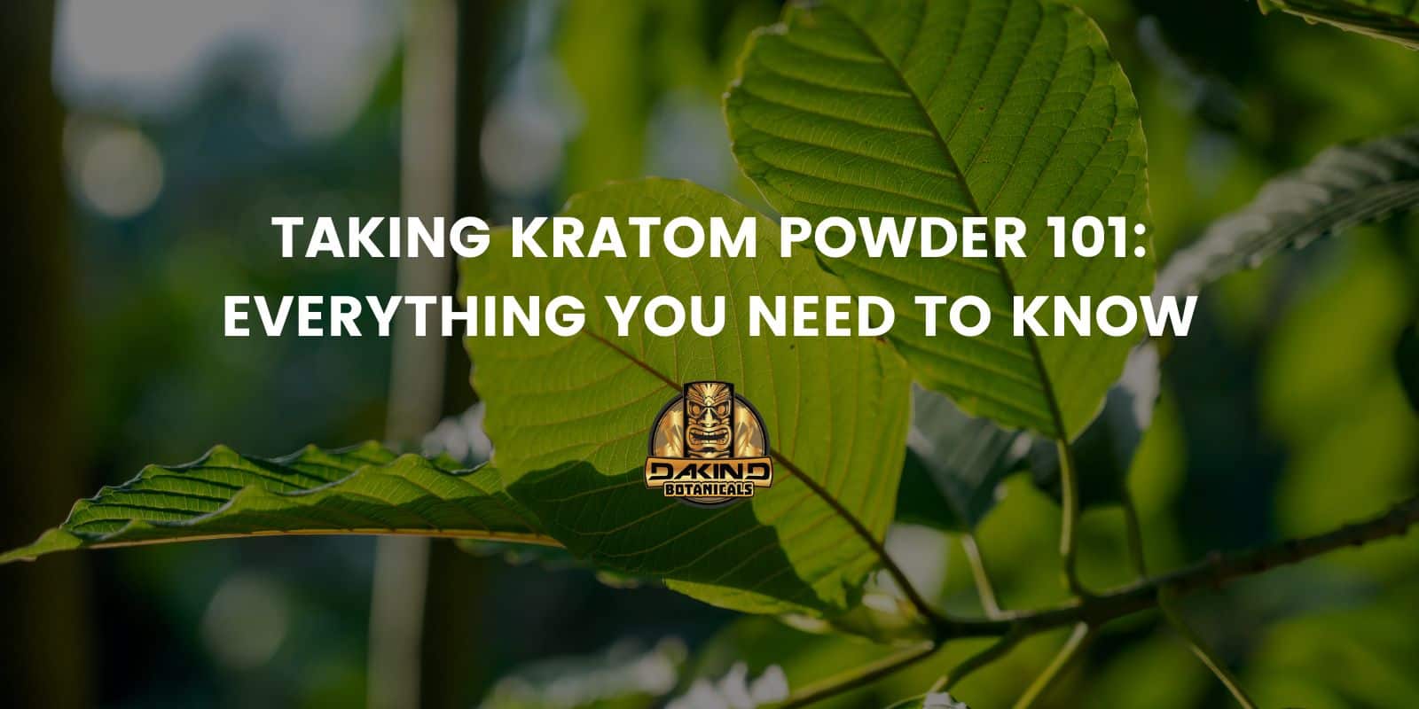 Unveiling The Secrets Of Powder Kratom – A Comprehensive Guide To Safe ...