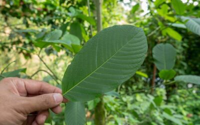 The History and Cultural Significance of Kratom in Southeast Asia