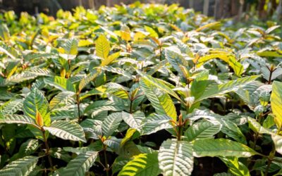 From Soil to Shelf: Understanding the Kratom Production Process